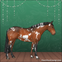 Horse Color:White Spotted Bay 