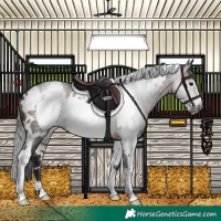 Horse Color:Gray White Spotted Brown Frame 