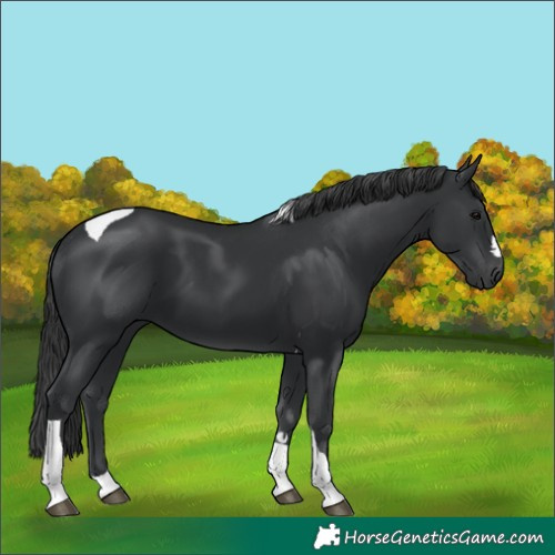 Horse Color:Black Tobiano 