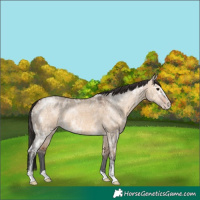 Horse Color:Bay Ice Dun Sabino