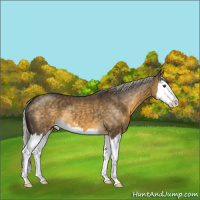 Horse Color:Silver Buckskin Dun Sabino Splash