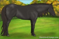 Horse Color:Liver Chestnut Frame 