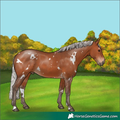 Horse Color:White Spotted Silver Brown 