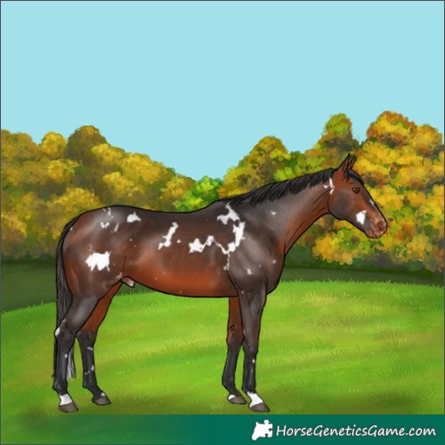 Horse Color:White Spotted Bay Appaloosa