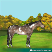 Horse Color:White Spotted Brown Dun 