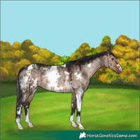 Horse Color:White Spotted Brown Dun Brindle