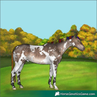 Horse Color:Painted White Spotted Brown Dun 