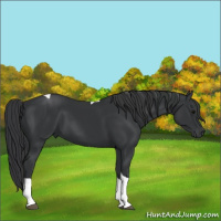 Horse Color:Black Tobiano 
