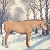 Horse Color:Silver Amber Champagne Frame 
