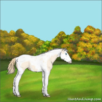 Horse Color:Perlino Splash Tobiano 