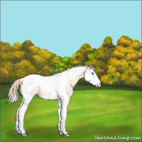 Horse Color:Perlino Roan Splash Tobiano 