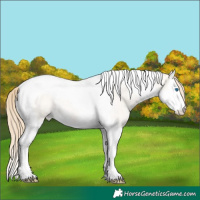 Horse Color:Perlino Roan Dun Splash Tobiano 