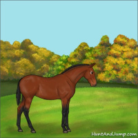 Horse Color:Gray Bay 
