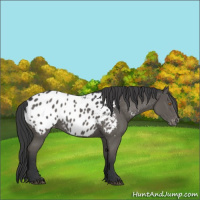 Horse Color:Black Appaloosa