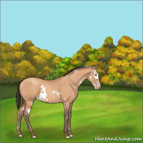 Horse Color:White Spotted Amber Champagne 