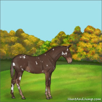 Horse Color:White Spotted Liver Chestnut 