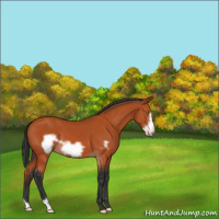 Horse Color:Bay Frame 