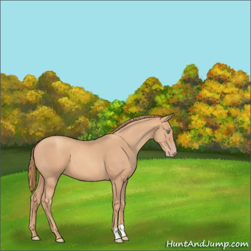 Horse Color:Gold Champagne