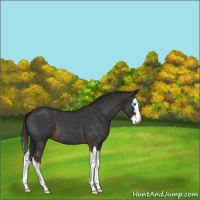 Horse Color:Gray Liver Red Roan Splash 