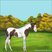 Horse Color:Gray Classic Champagne Splash Tobiano 