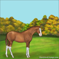 Horse Color:Gray Gold Champagne Splash 