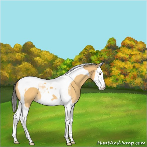 Horse Color:Buckskin Mushroom Splash Tobiano