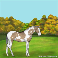 Horse Color:Gray White Spotted Brown Dun Splash Tobiano 
