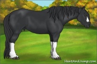 Horse Color:Black Frame 