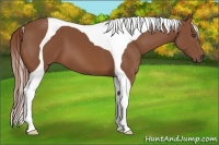 Horse Color:Chestnut Tobiano