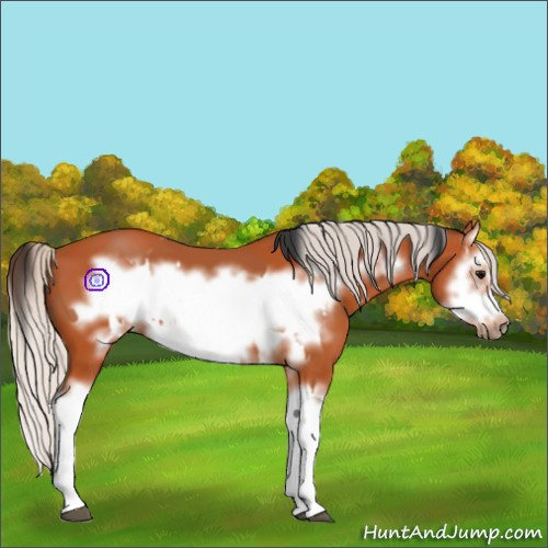 Horse Color:Bay Splash Frame  and Silver Bay Splash Frame 