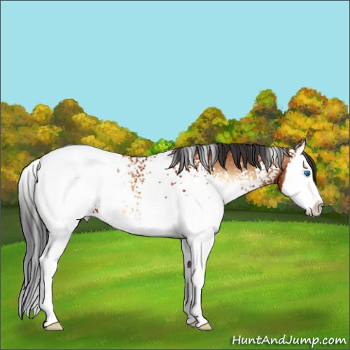Horse Color:White Spotted Bay Onyx Splash Appaloosa 