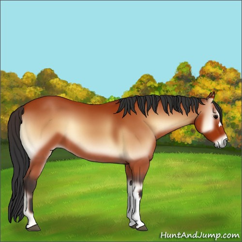 Horse Color:Bay Onyx 