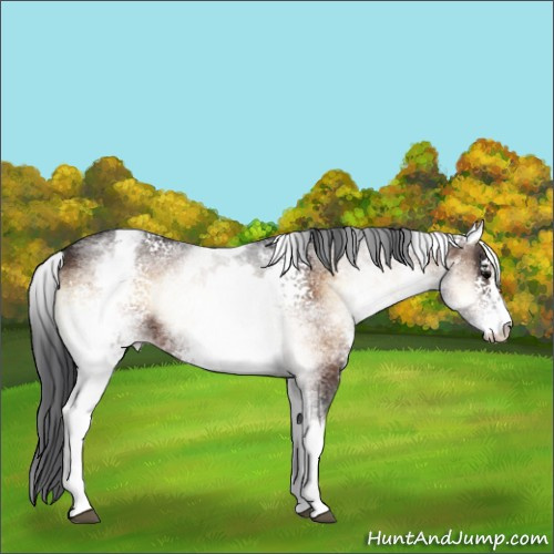 Horse Color:White Spotted Brown Onyx Appaloosa 