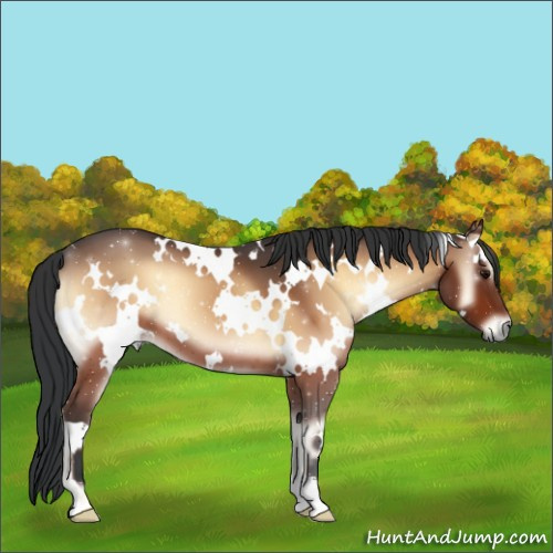 Horse Color:White Spotted Bay Onyx 