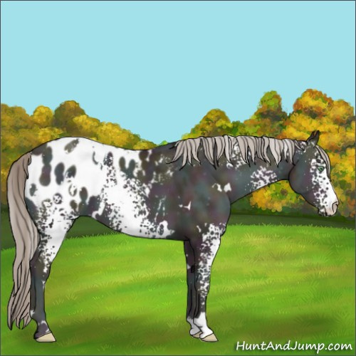 Horse Color:White Spotted Midnight Chocolate Palomino Ice Pearl Onyx Appaloosa 