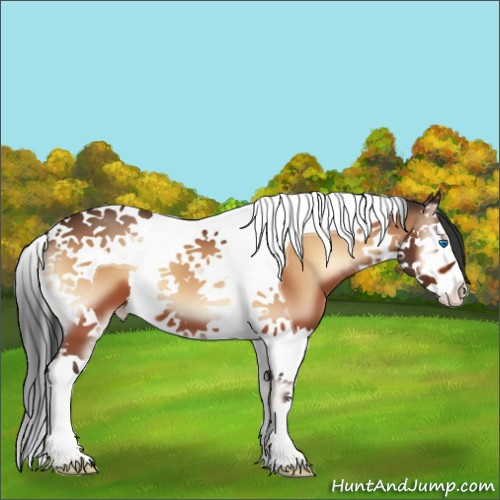Horse Color:Brown Onyx Splash Tobiano Appaloosa 