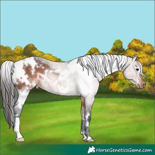 Horse Color:White Spotted Brown 