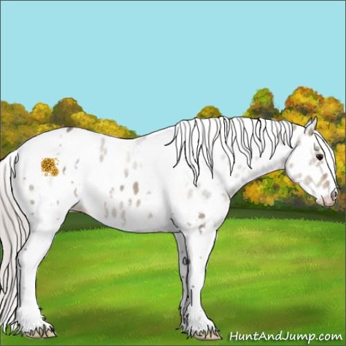 Horse Color:White Spotted Silver Grullo Mushroom Tobiano Appaloosa 