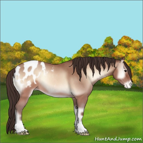 Horse Color:Sable Champagne Roan Onyx Appaloosa 