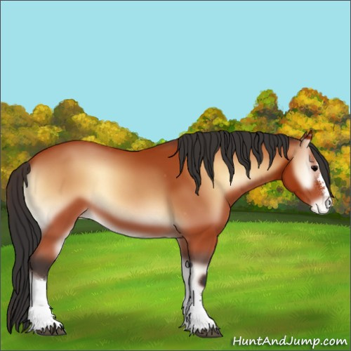 Horse Color:Bay Onyx Appaloosa 