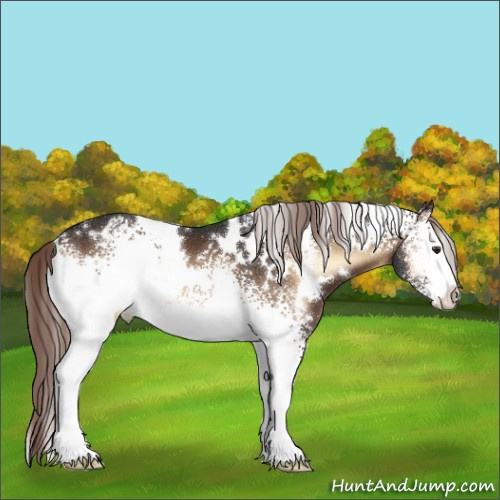 Horse Color:White Spotted Liver Red Onyx Appaloosa 