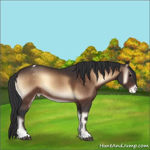 Horse Color:Bay Onyx Appaloosa 