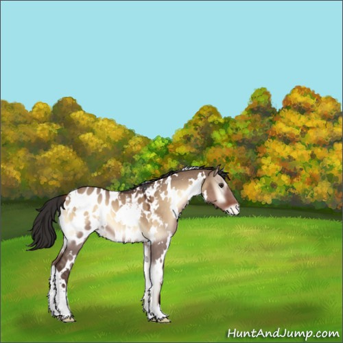 Horse Color:White Spotted Liver Red Dun Onyx Appaloosa 
