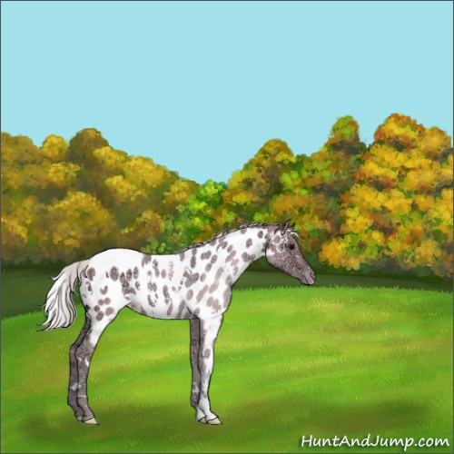 Horse Color:Watercolor White Spotted Silver Grullo Ice Appaloosa 