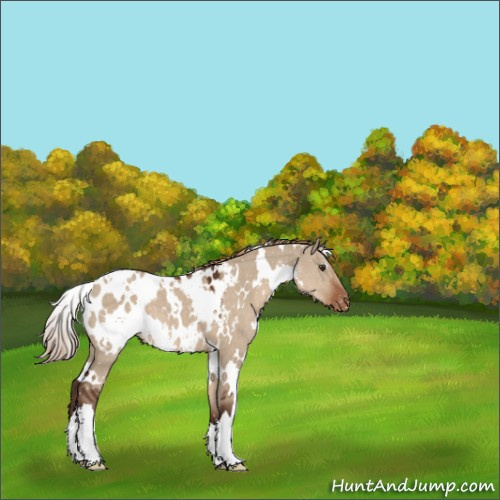 Horse Color:White Spotted Liver Red Dun Appaloosa 