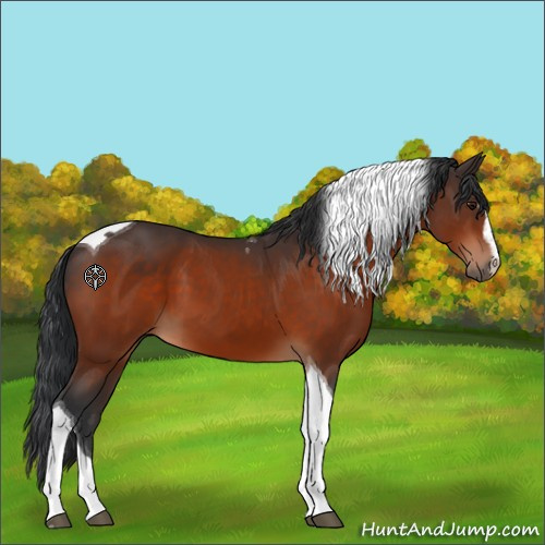 Horse Color:Bay Sabino Tobiano 