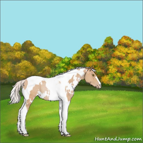 Horse Color:Watercolor White Spotted Silver Amber Champagne Tobiano Rabicano 