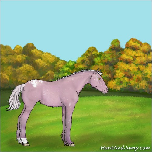 Horse Color:Watercolor Silver Amber Champagne Appaloosa Rabicano 