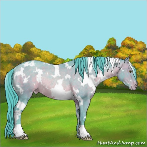 Horse Color:Watercolor White Spotted Sable Champagne Appaloosa Rabicano 