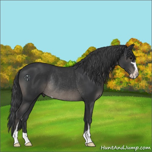 Horse Color:Black Sabino Rabicano 